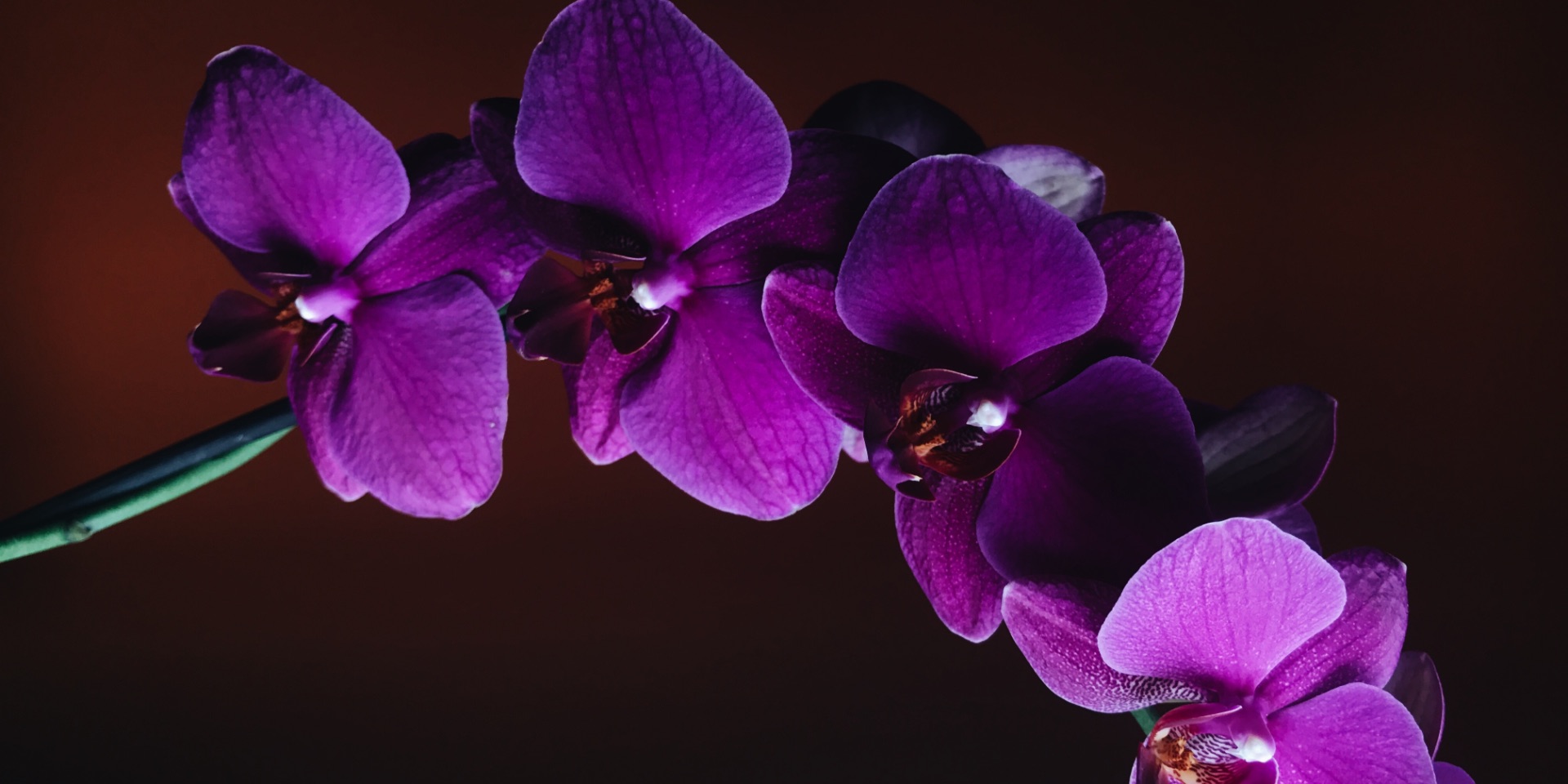 2014 – Photo.jpg (231 KB)